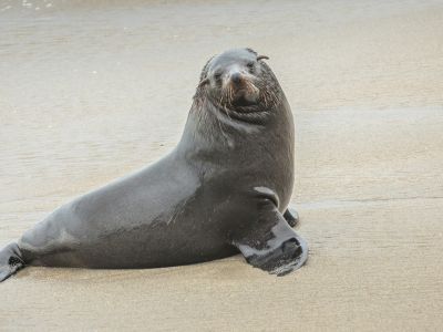 Cape Cross Seal Reserve