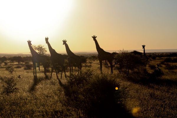 Mokala National Park