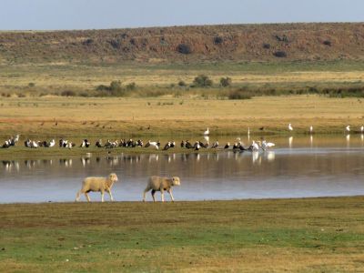Karoo Gariep Conservancy
