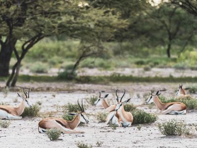 Etosha National Park