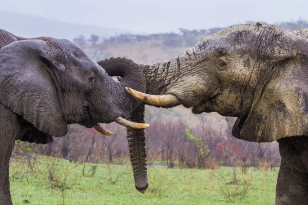 Mkhuze Game Reserve