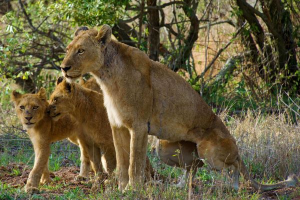 Kruger National Park
