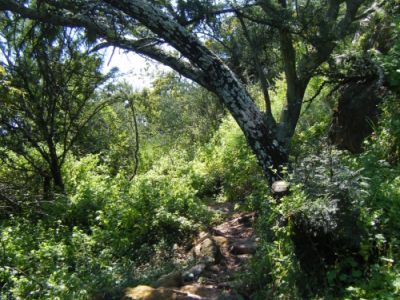 Melville Koppies Nature Reserve