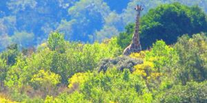 Plettenberg Bay Game Reserve