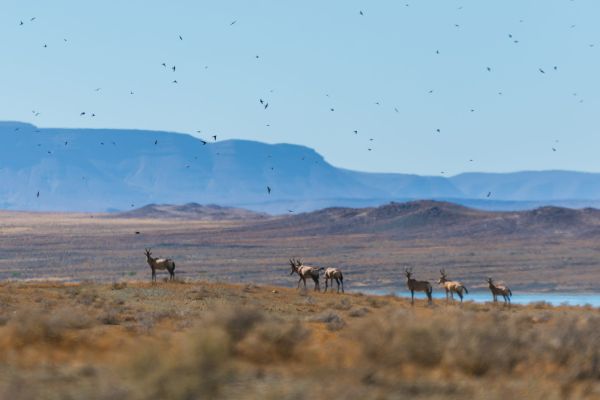 Tankwa Karoo National Park