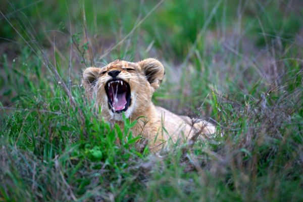 Ligwalagwala Conservancy