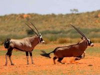 Kalahari Red Dune Hiking