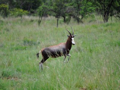 Somabula Nature Reserve