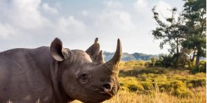 Hluhluwe Game Reserve