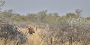 Mafikeng Game Reserve