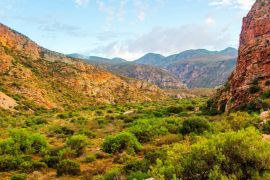 The Leopard Trail