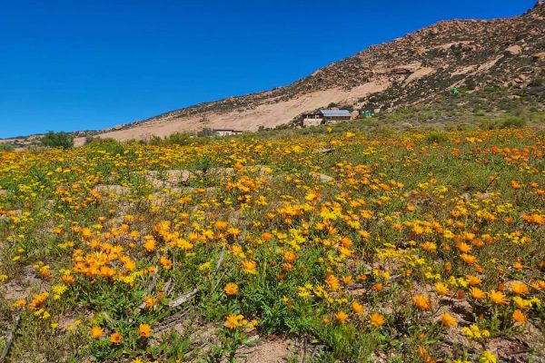 Namaqua Flower Hunt Hiking Trail